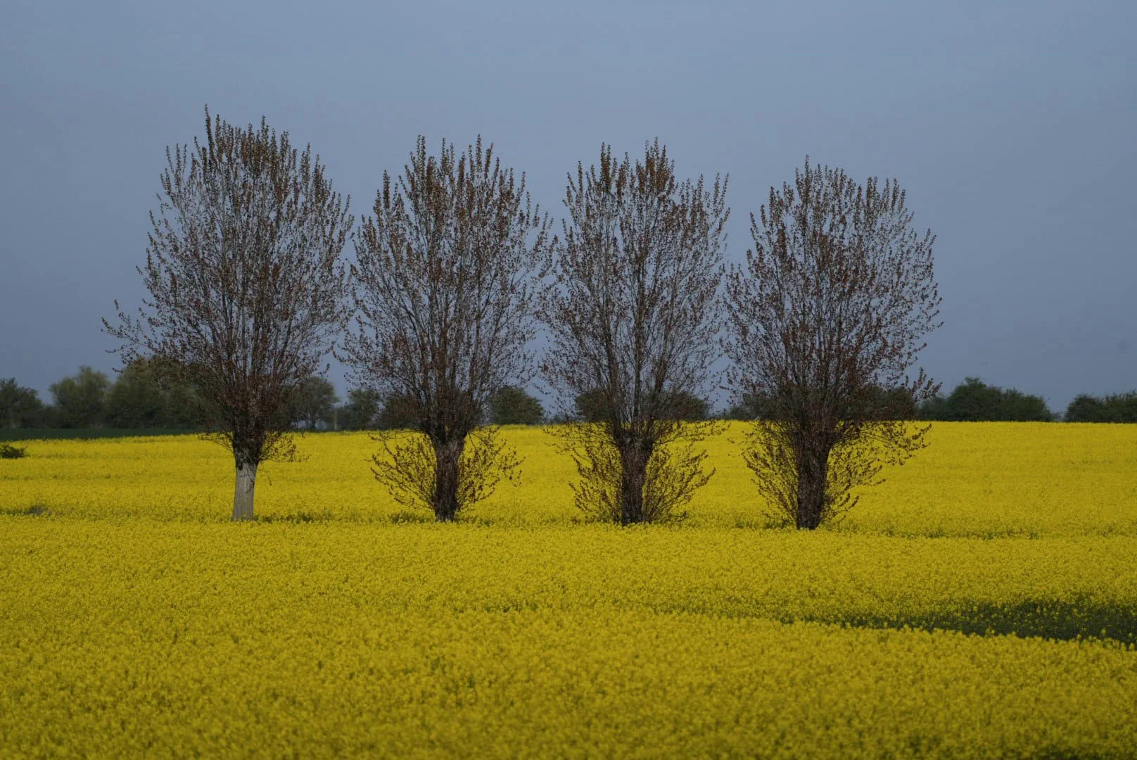 Blühendes Rapsfeld mit Baumreihe auf Fehmarn
